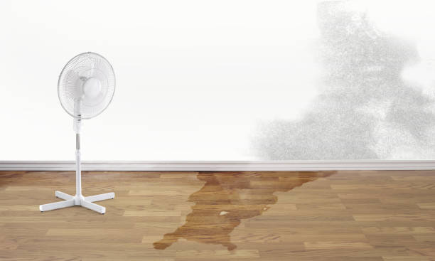 Best Professional water damage repair  in Reform, AL